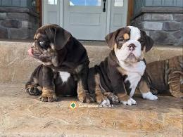 Regalo Cachorros Bulldog Inglés