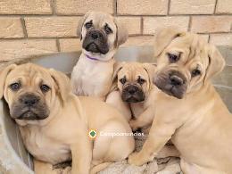 Regalo Cachorros Bullmastiff