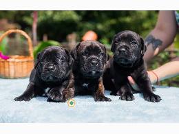 REGALO CACHORROS CANE CORSO