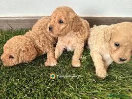 Regalo Cachorros Caniche