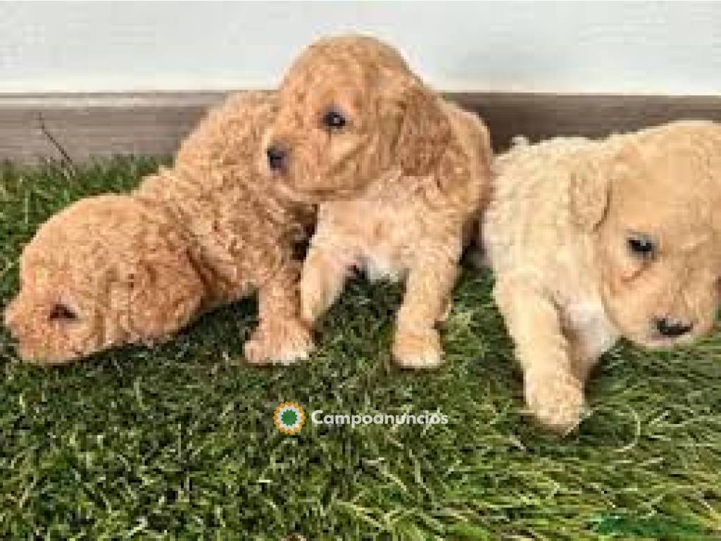 Regalo Cachorros Caniche en Álava