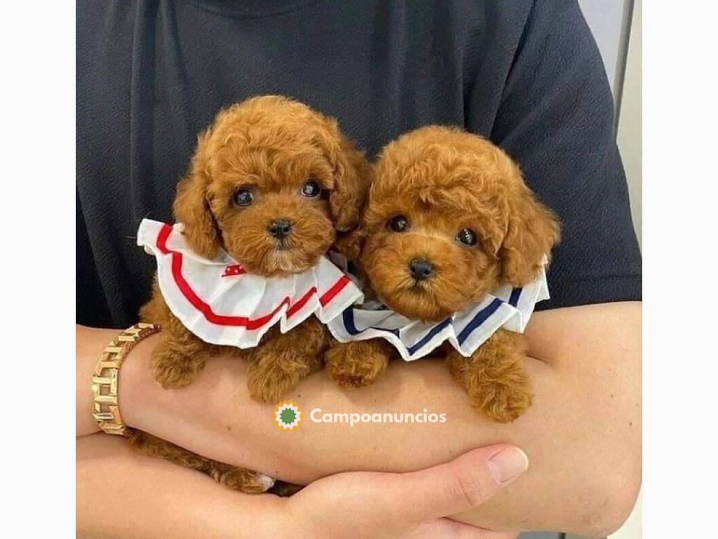 Regalo cachorros Caniche ENANO y TOY en Soria