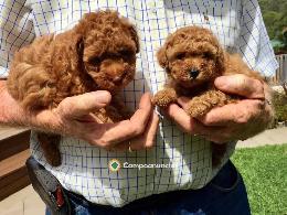 Regalo Cachorros Caniche Toy