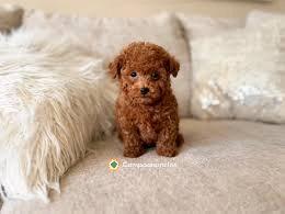 Regalo Cachorros Caniche Toy Gratis