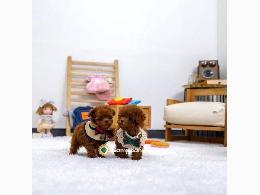 Regalo Cachorros Caniche Toy Gratis