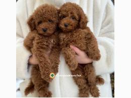 Regalo Cachorros Caniche Toy Gratis