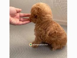 Regalo Cachorros Caniche Toy Gratis