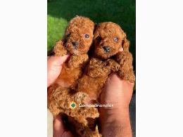 Regalo Cachorros Caniche Toy Gratis