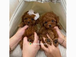 Regalo Cachorros Caniche Toy Gratis