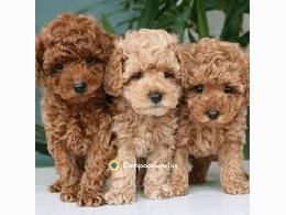 REGALO CACHORROS CANICHES MINI TOY
