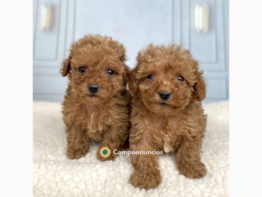 REGALO CACHORROS CANICHES TOY   en Zamora