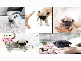 Regalo Cachorros Carlino  {PUG}