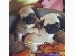 REGALO CACHORROS CARLINO PUG
