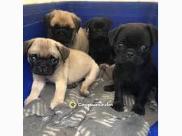 Regalo Cachorros Carlino {PUG} Gratis