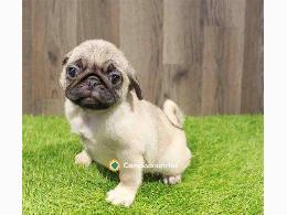 Regalo Cachorros Carlino {PUG} Gratis