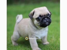 Regalo Cachorros Carlino {PUG} Gratis