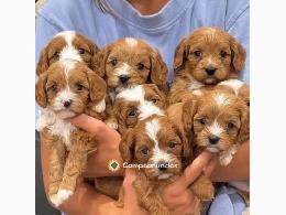 Regalo Cachorros Cavalier King Charles