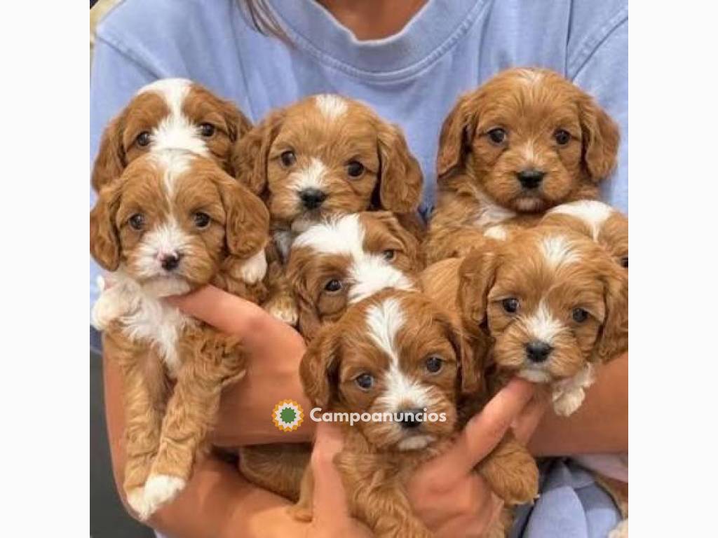Regalo Cachorros Cavalier King Charles en Zamora