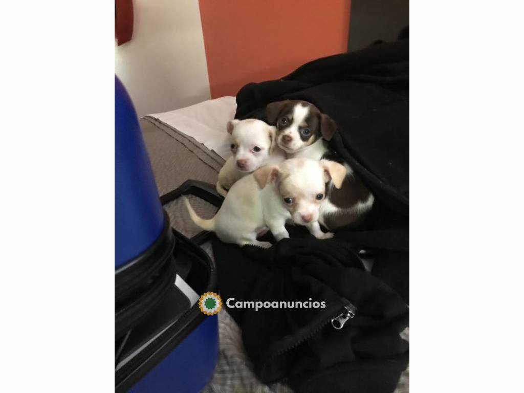 Regalo Cachorros Chihuahua en Barcelona