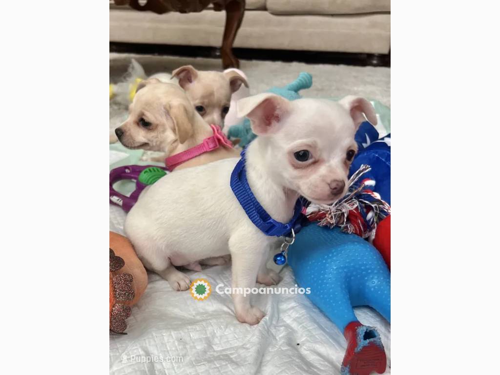 Regalo Cachorros Chihuahua en Navarra