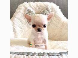 Regalo Cachorros Chihuahua Gratis  