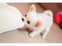 Regalo Cachorros Chihuahua Gratis