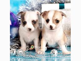 Regalo Cachorros Chihuahua Gratis 