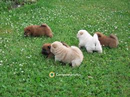 REGALO CACHORROS CHOW CHOW