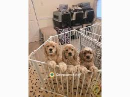 Regalo Cachorros Cocker