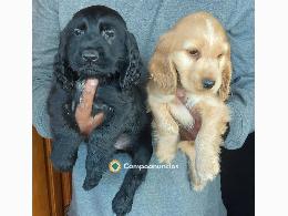 REGALO CACHORROS COCKERS