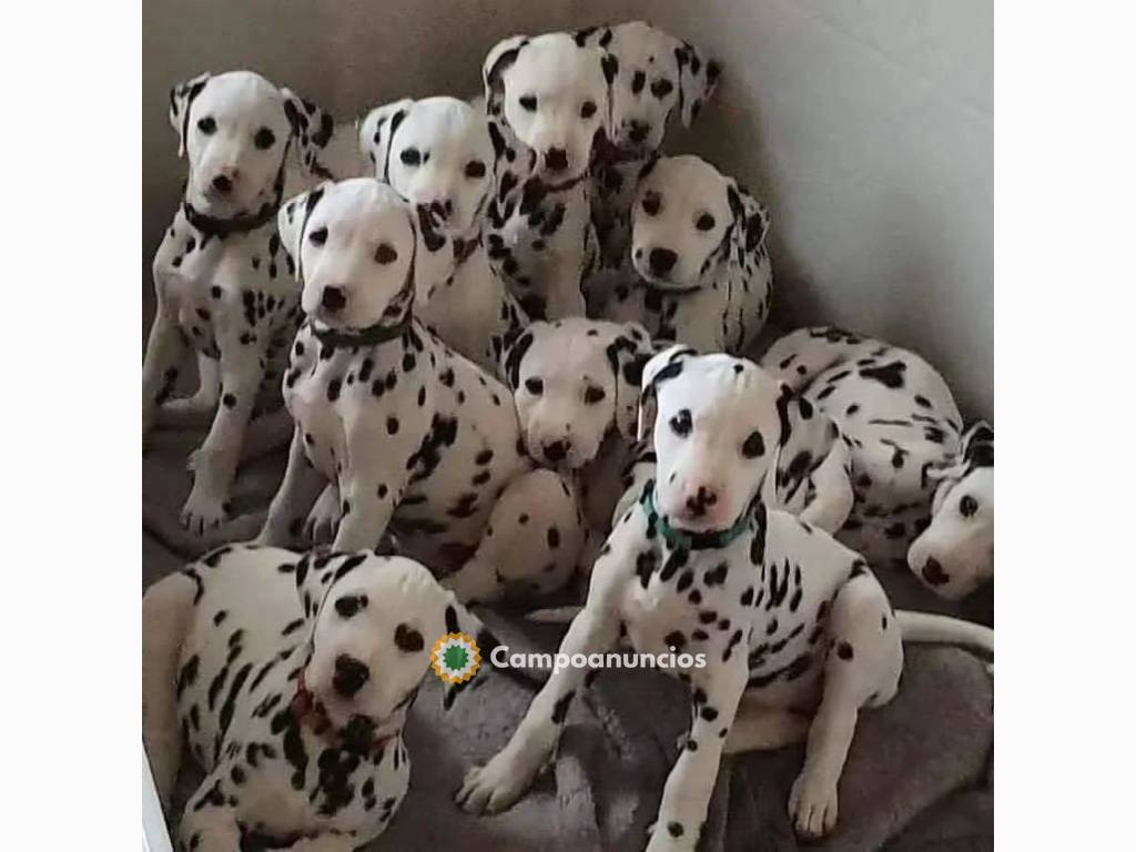 Regalo cachorros dalmata en Albacete