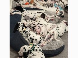 Regalo Cachorros Dálmata