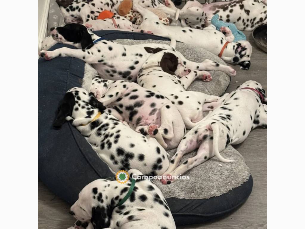 Regalo Cachorros Dálmata en Melilla