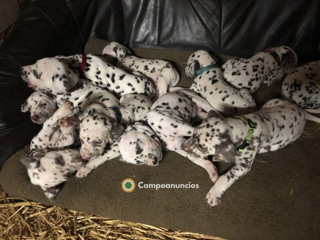 Regalo Cachorros Dálmata machos y hembra en Tenerife