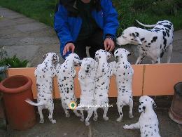 REGALO CACHORROS DALMATAS
