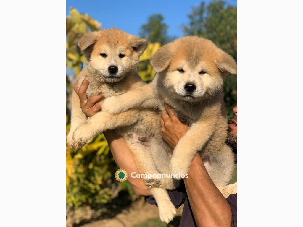 Regalo cachorros de Akita Inu en Toledo