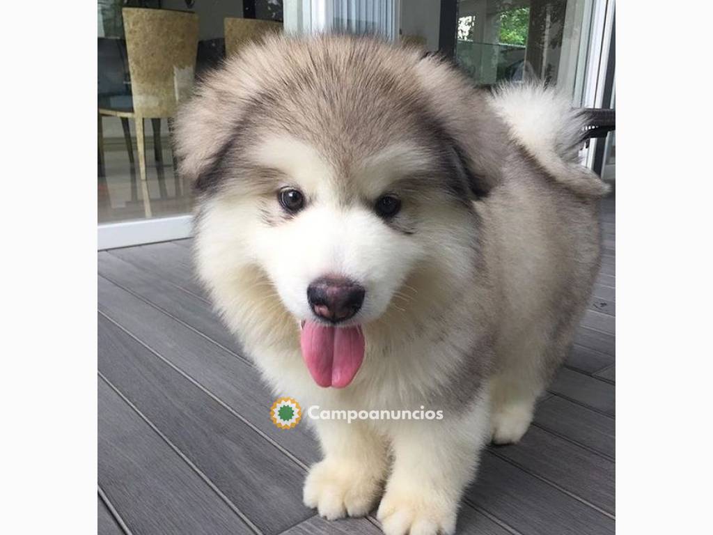 Regalo Cachorros de Alaskan Malamute en Tenerife