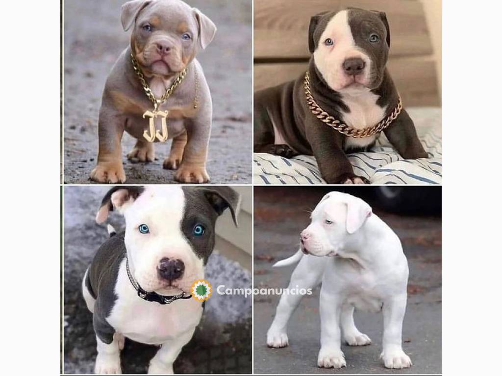 Regalo Cachorros de American Bully en ad en Huesca