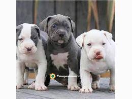 Regalo cachorros de american stanford