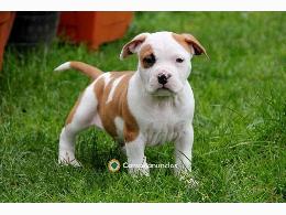 Regalo cachorros de american stanford