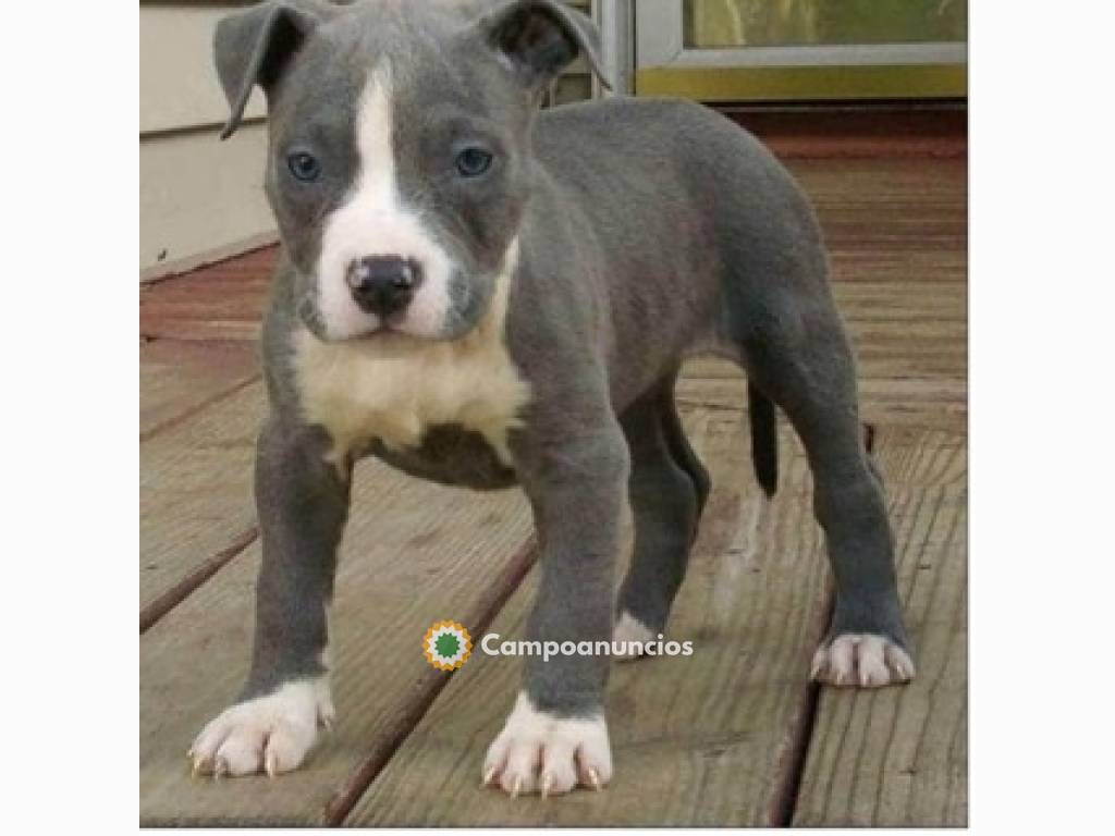 Regalo Cachorros de American Stanford en en Huesca