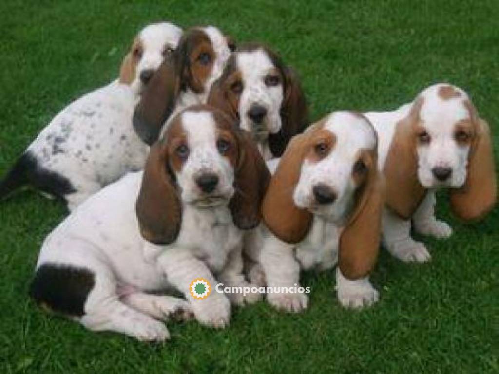 Regalo Cachorros de Basset Hound en adop en Huesca