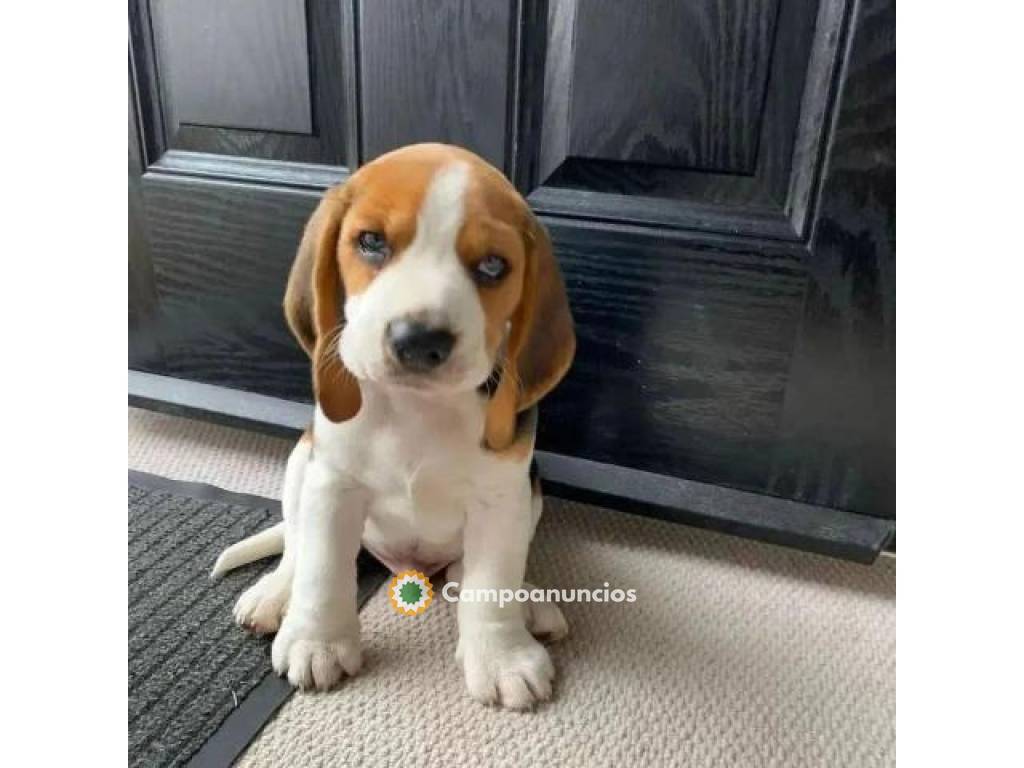 Regalo Cachorros de beagle  en Toledo