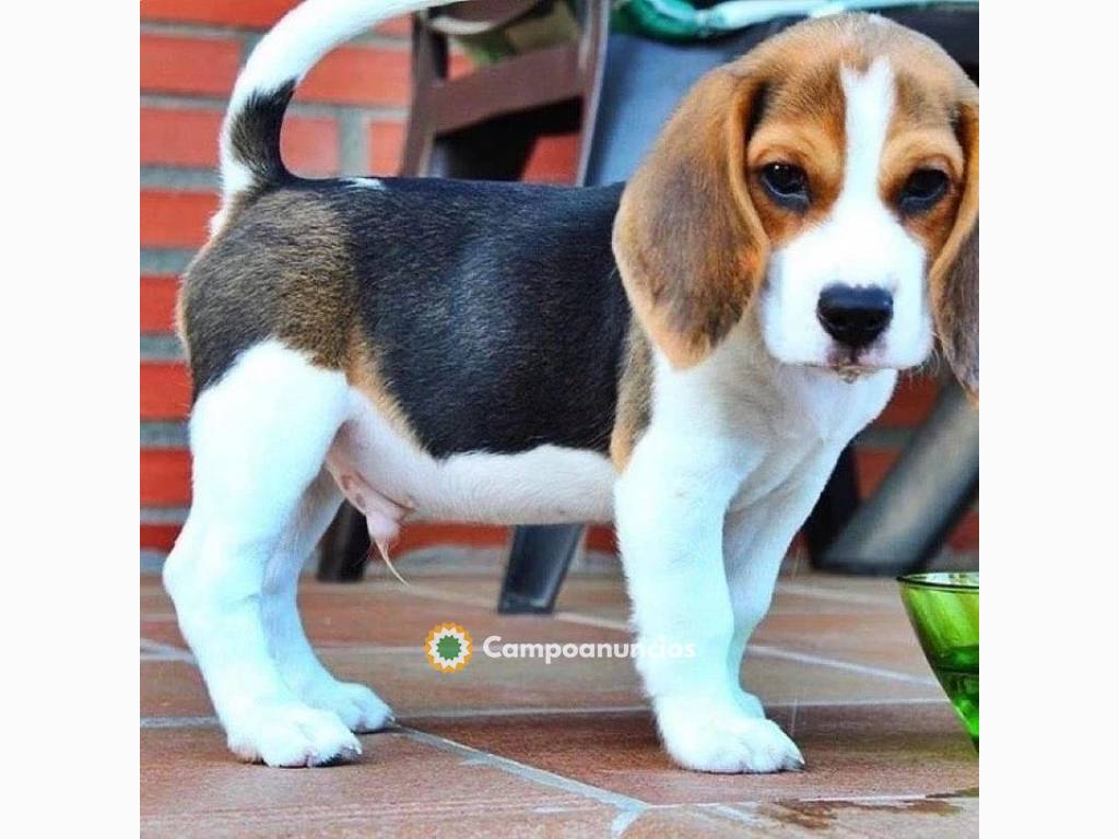 Regalo Cachorros de BEAGLE en adopcion en Ourense