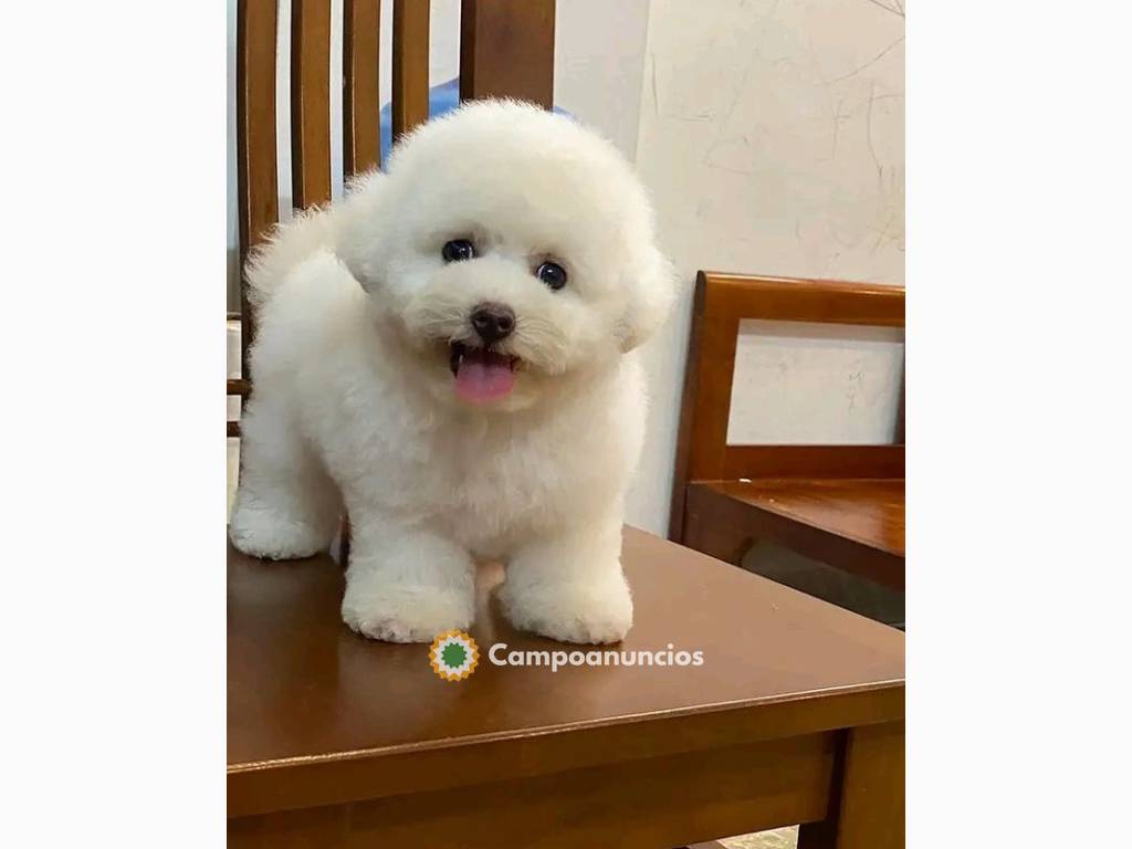 Regalo Cachorros de Bichón Frisé en adop en Huesca