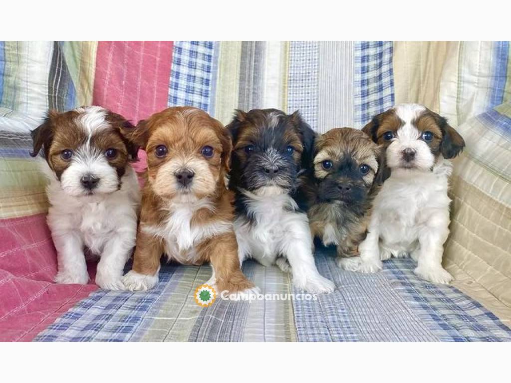 Regalo Cachorros de Bichón Habanero en en Toledo