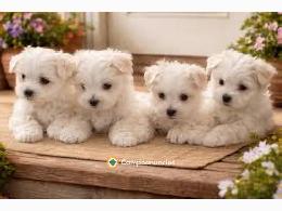 Regalo Cachorros de Bichon Maltes