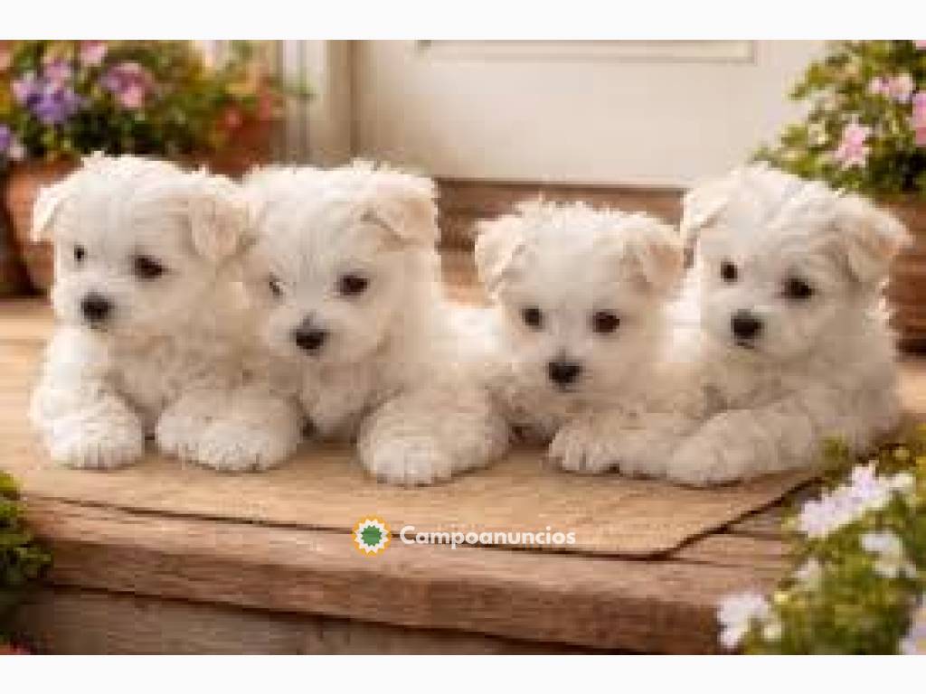 Regalo Cachorros de Bichon Maltes en Asturias