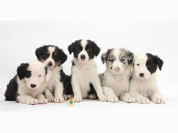 Regalo cachorros de Border collie para 