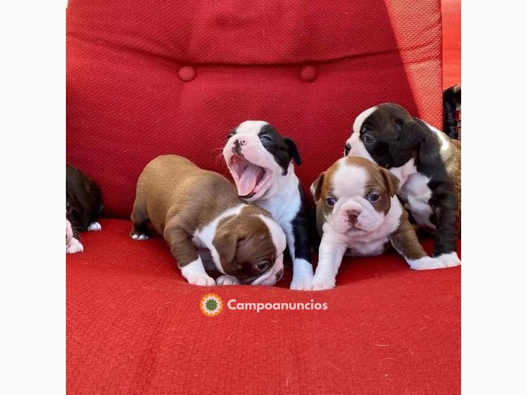 Regalo Cachorros de BOSTON TERRIER en ad en Ourense